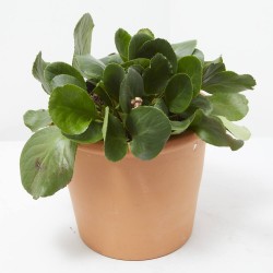 BERGENIA MACETA 2L