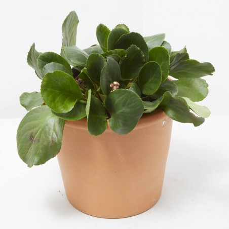 BERGENIA MACETA 2L
