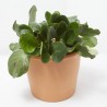 BERGENIA MACETA 2L