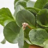 BERGENIA MACETA 2L
