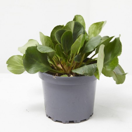 BERGENIA MACETA 2L