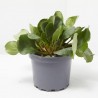 BERGENIA MACETA 2L