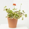 GERANIO EXÓTICO MACETA 3 LITROS