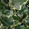 HIEDRA VERDE ARTIFICIAL MATA COLGANTE 100CM