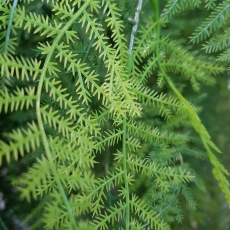 MATA COLGANTE ARTIFICIAL ESPARRAGUERA PLUMOSUS 80CM