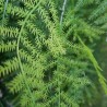 MATA COLGANTE ARTIFICIAL ESPARRAGUERA PLUMOSUS 80CM