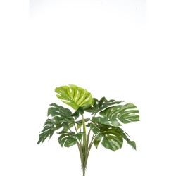 MOSNSTERA 60CM VARA