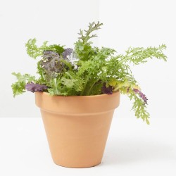 MOSTAZA CULINARIA MACETA 11CM
