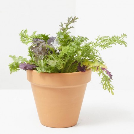 MOSTAZA CULINARIA MACETA 11CM