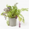 MOSTAZA CULINARIA MACETA 11CM