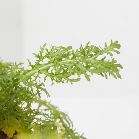 MOSTAZA CULINARIA MACETA 11CM