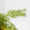 MOSTAZA CULINARIA MACETA 11CM