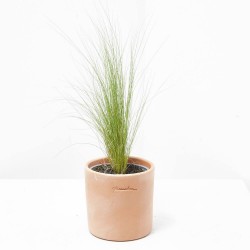 STIPA MACETA 13CM
