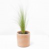 STIPA MACETA 13CM