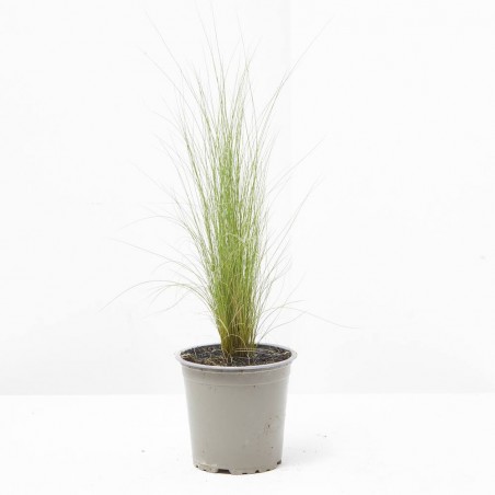 STIPA MACETA 13CM