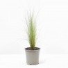 STIPA MACETA 13CM