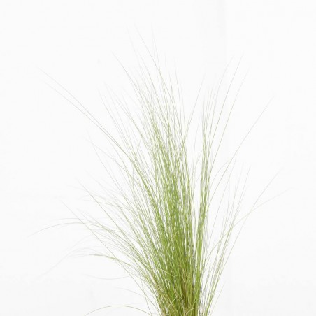 STIPA MACETA 13CM