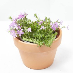 ARMERIA MACETA 13CM