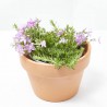 ARMERIA MACETA 13CM