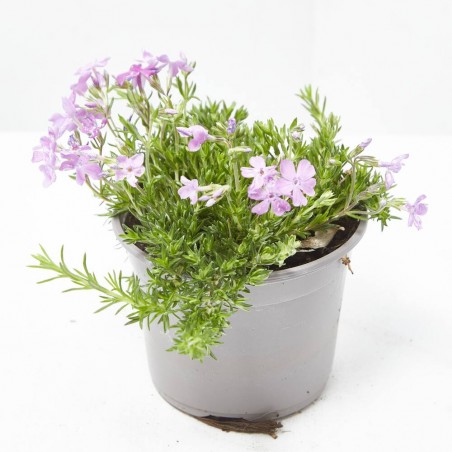 ARMERIA MACETA 13CM