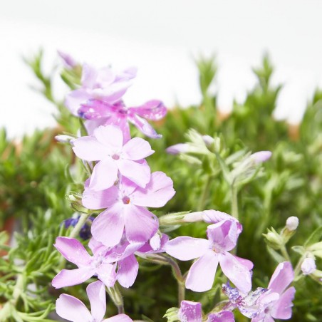 ARMERIA MACETA 13CM