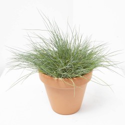 FESTUCA GLAUCA MACETA 13CM