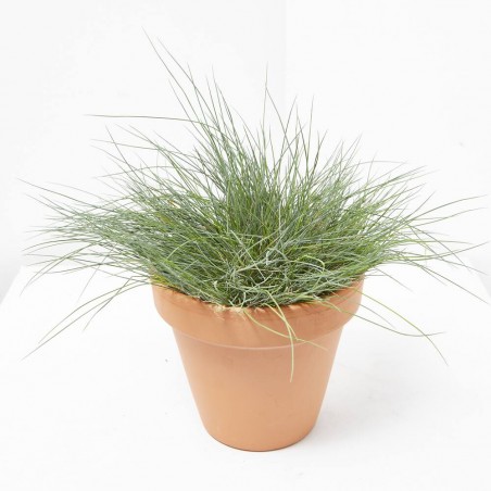 FESTUCA GLAUCA MACETA 13CM