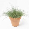FESTUCA GLAUCA MACETA 13CM