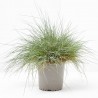 FESTUCA GLAUCA MACETA 13CM