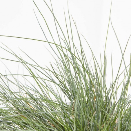 FESTUCA GLAUCA MACETA 13CM