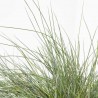 FESTUCA GLAUCA MACETA 13CM
