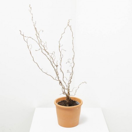CORYLUS VARIEDADES MACETA 3L