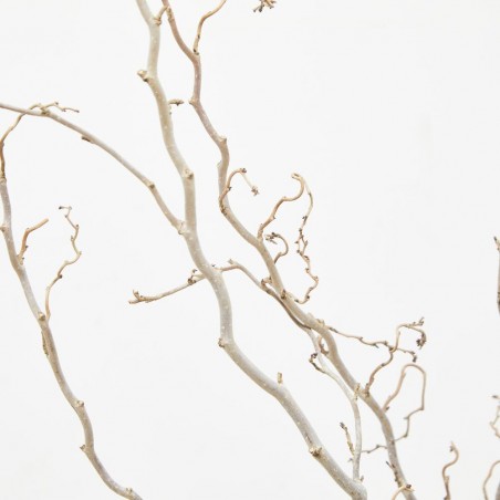 CORYLUS VARIEDADES MACETA 3L
