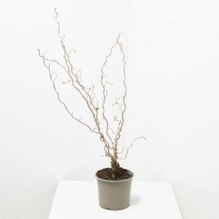 CORYLUS VARIEDADES MACETA 3L
