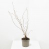 CORYLUS VARIEDADES MACETA 3L