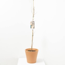 ACER CAMPESTRIS 5L FUTURE TREE