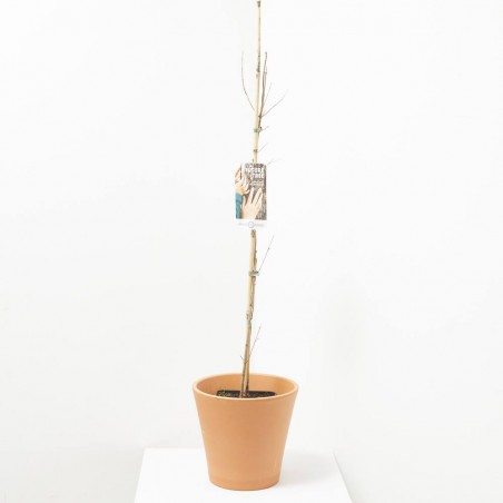 ACER CAMPESTRIS 5L FUTURE TREE