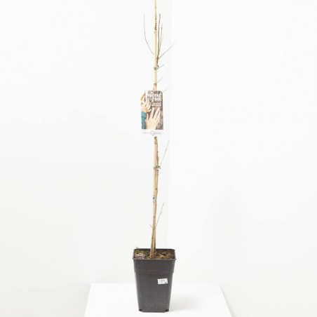 ACER CAMPESTRIS 5L FUTURE TREE