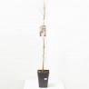ACER CAMPESTRIS 5L FUTURE TREE
