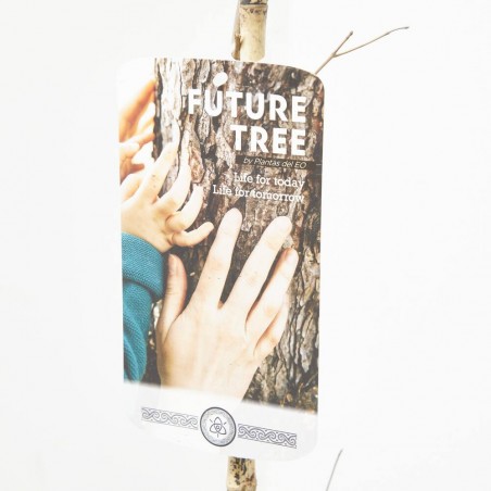 ACER CAMPESTRIS 5L FUTURE TREE