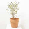 LILO SYRINGA RED PIXIE MACETA 10 LITROS