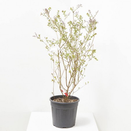 LILO SYRINGA RED PIXIE MACETA 10 LITROS