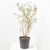 LILO SYRINGA RED PIXIE MACETA 10 LITROS
