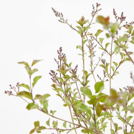 LILO SYRINGA RED PIXIE MACETA 10 LITROS