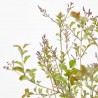 LILO SYRINGA RED PIXIE MACETA 10 LITROS