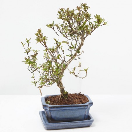 BONSÁI RHODODEDRON INDICUM ALAMBRADO