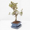 BONSÁI RHODODEDRON INDICUM ALAMBRADO