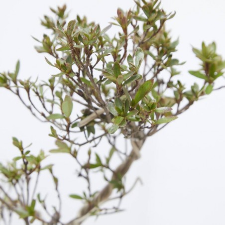 BONSÁI RHODODEDRON INDICUM ALAMBRADO