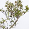 BONSÁI RHODODEDRON INDICUM ALAMBRADO