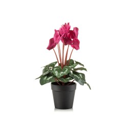 MACETA CYCLAMEN FUCSIA 30CM
